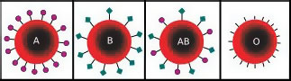 Антигены групп крови