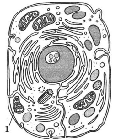 Животная клетка