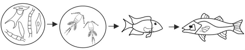 ������� ����