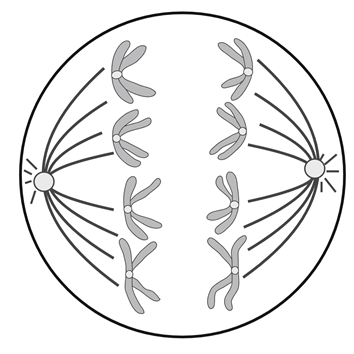 Профаза I мейоза