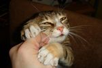 кот