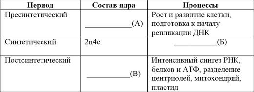 Какое количество хромосом и молекул днк содержится при гаметогенезе в ядрах thumbnail